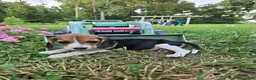 Beagle dogs for sale: Dory - Ad 3