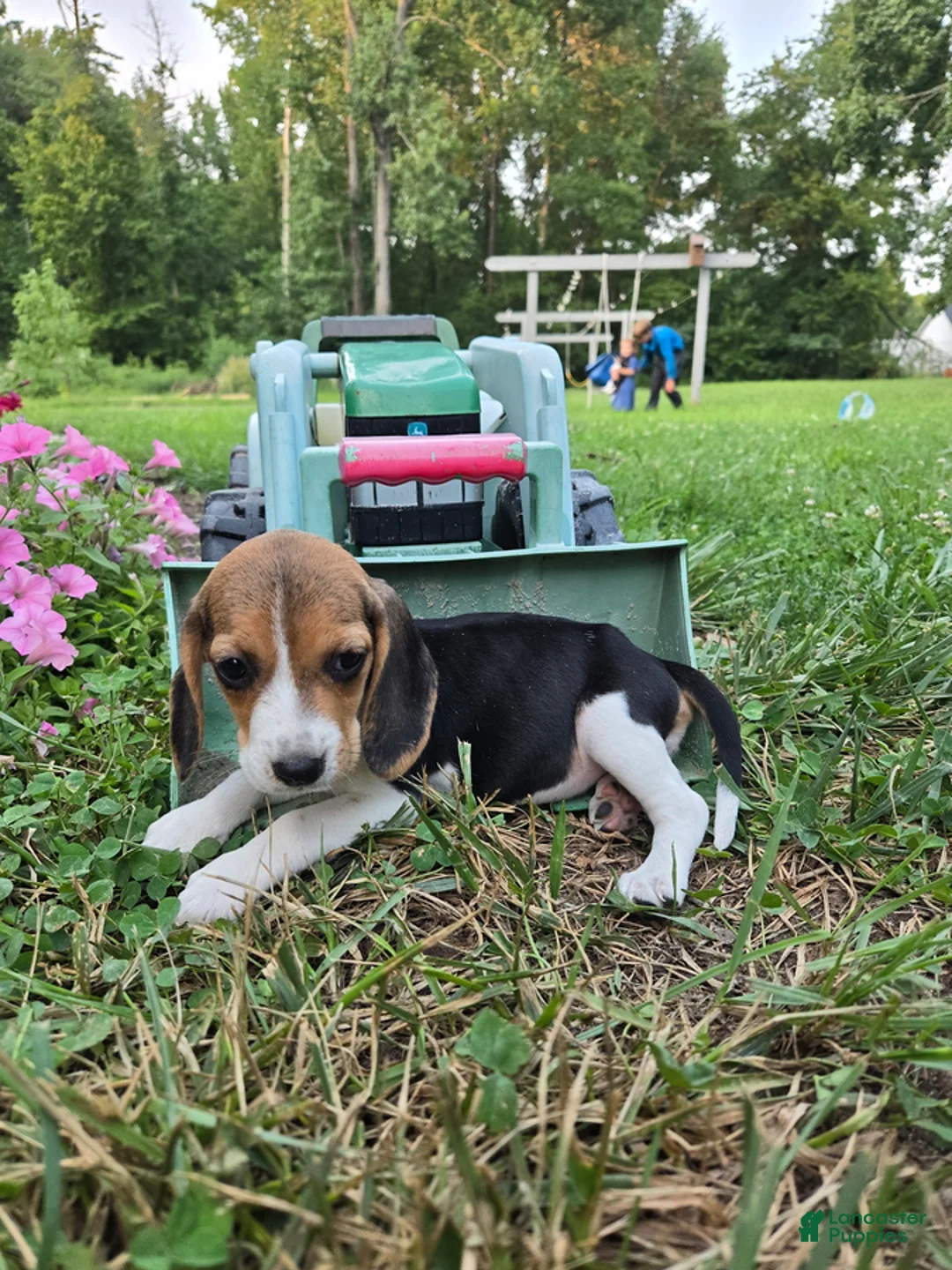 Beagle dogs for sale: Dory - Ad 3