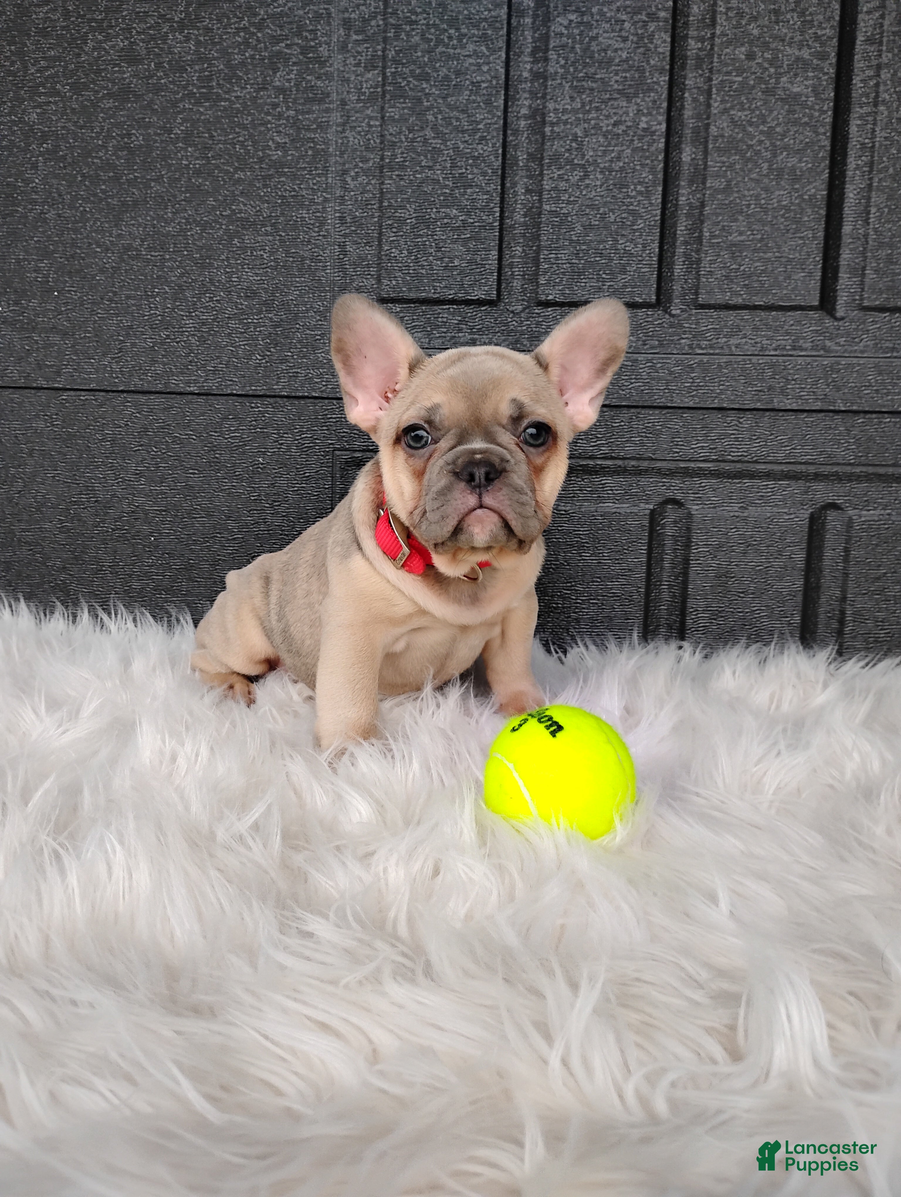 French Bulldog dogs for sale: Fargo  - Ad 3