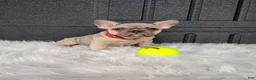 French Bulldog dogs for sale: Fargo  - Ad 1
