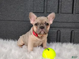 French Bulldog dogs for sale: Fargo - Ad 3