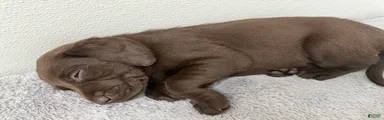 Labrador Retriever 4
