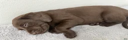 Labrador Retriever dogs for sale: Labrador Retriever 4 - Ad 1