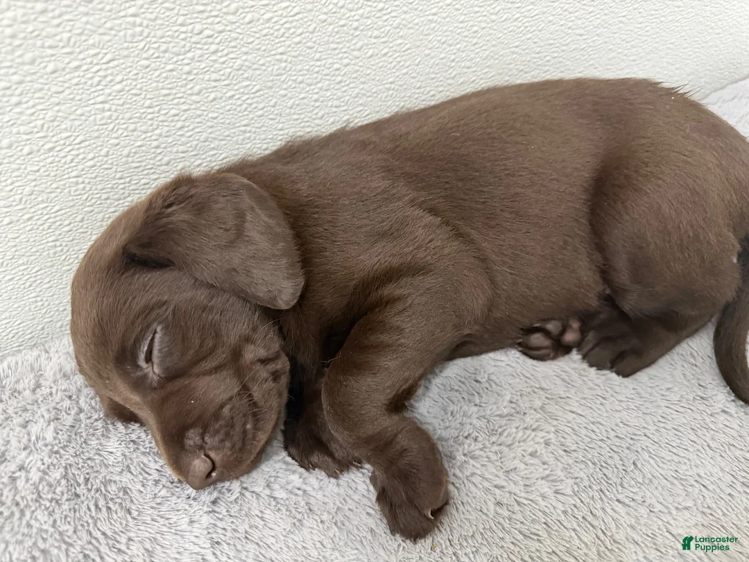 Labrador Retriever dogs for sale: Labrador Retriever 4 - Ad 1