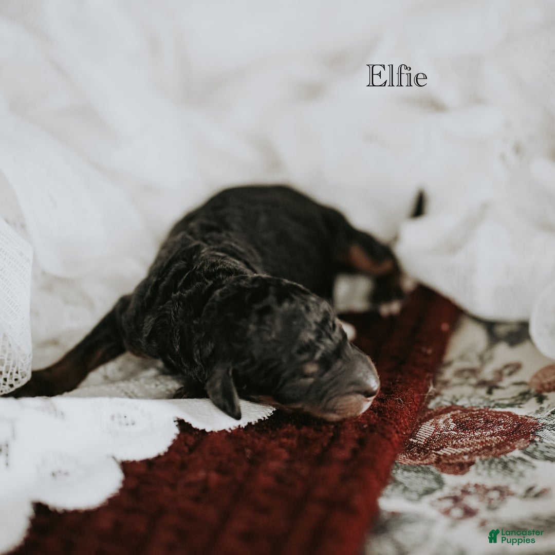 Standard Poodle dogs for sale: Elfie - Ad 7