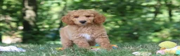 Standard Poodle dogs for sale: Leo - Ad 27