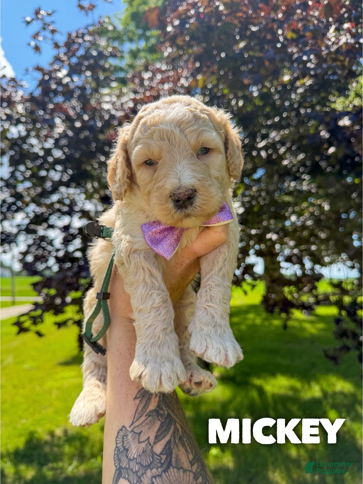 Goldendoodle dogs Mickey - F1b - Ad 2