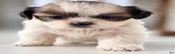 Shih Tzu dogs for sale: Shih Tzu Puppy 1 - Ad 2