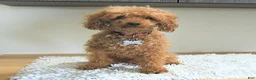 Mini Aussiedoodle dogs for sale: Elsie - Ad 7