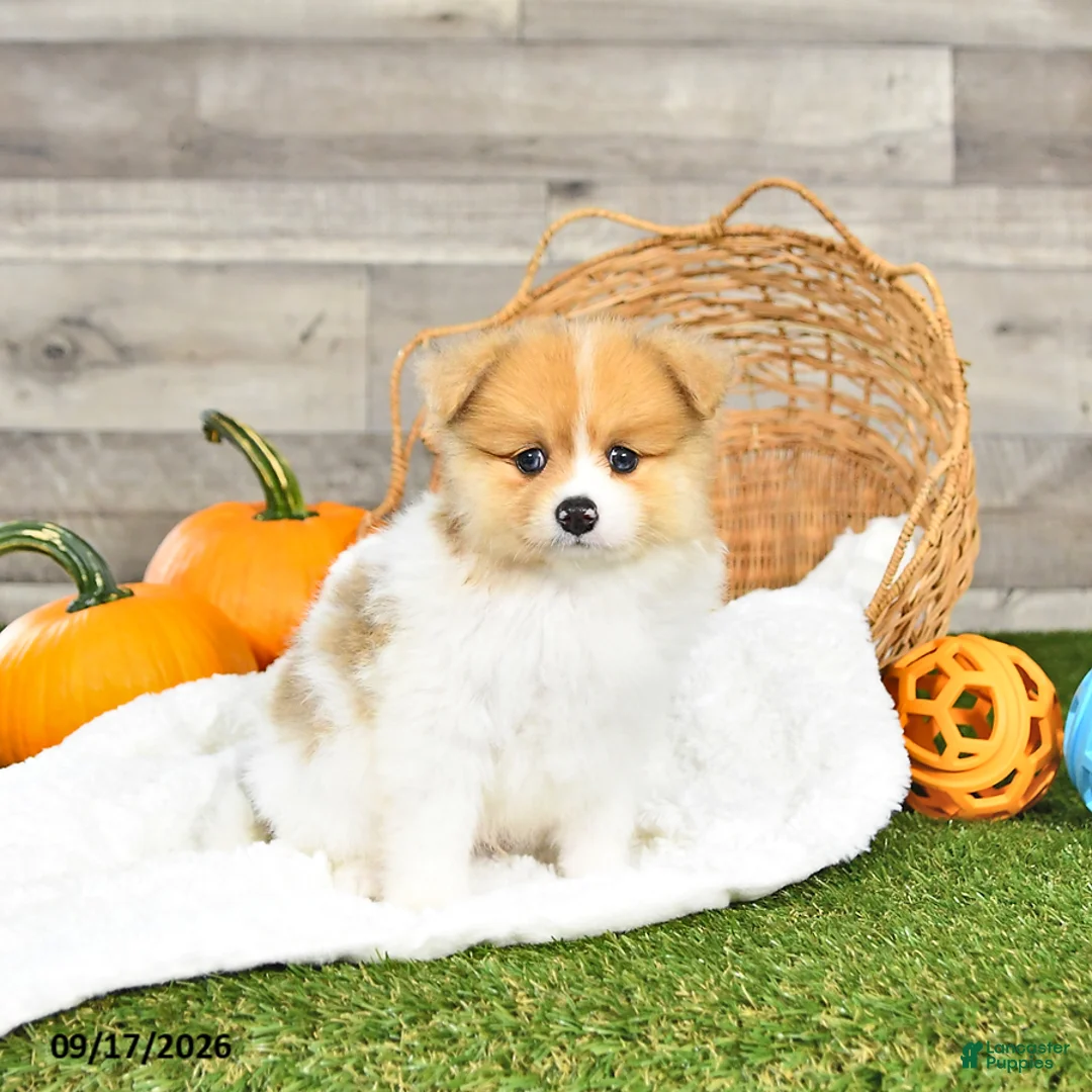Pomeranian dogs for sale: Nolan - Ad 2