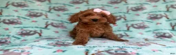 Cockapoo dogs for sale: Remi - Ad 6