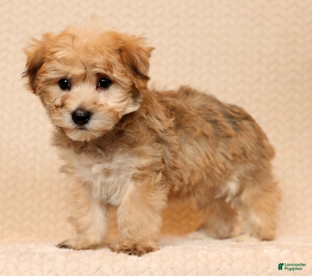 Yochon dogs for sale: Benji - Ad 4