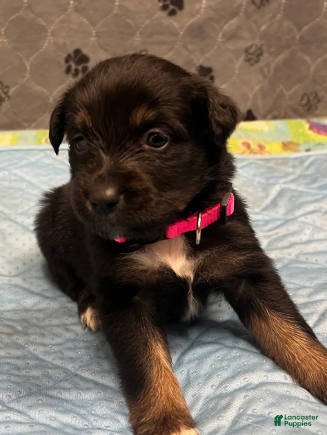 Australian Shepherd dogs Ella - Ad 2