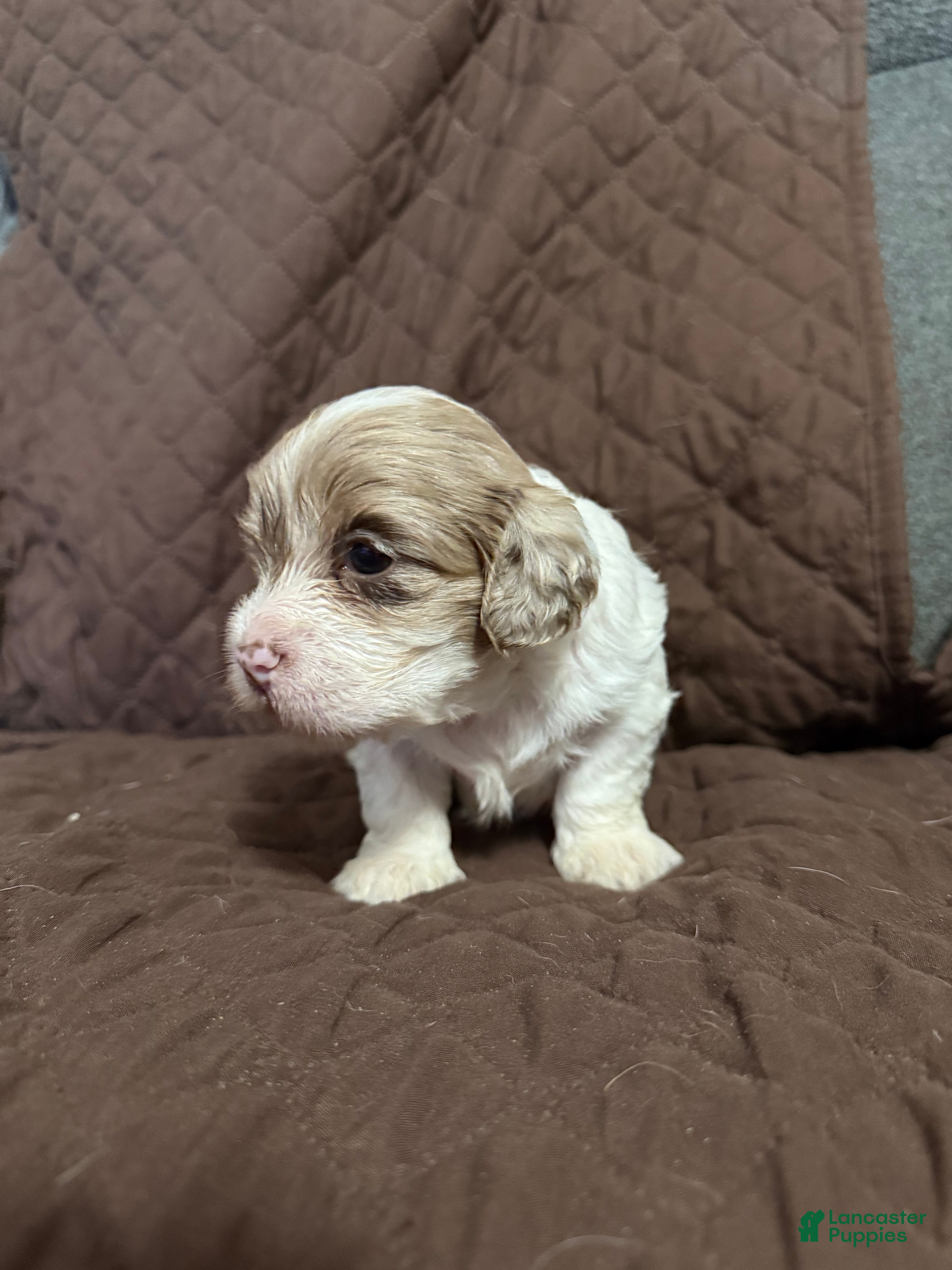 Mixed Breed dogs Bruce - Ad 2