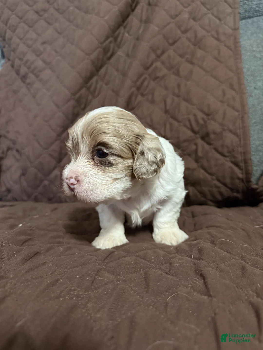 Mixed Breed dogs for sale: Bruce - Ad 2
