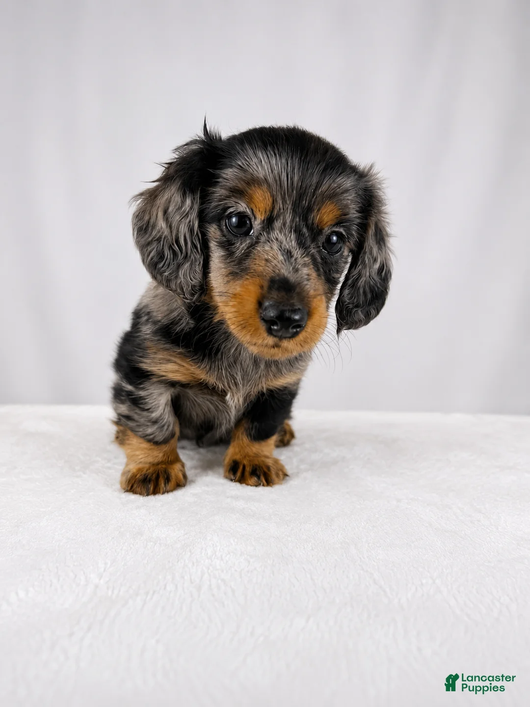 Miniature Dachshund dogs for sale: Gem - Ad 2