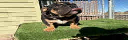 English Bulldog dogs for sale: KINGSTON – Black Tan Tri LOVERBOY in LA, CA. USA Delivery Available! - Ad 17