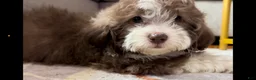 Shorkie dogs for sale: Shorkie Puppy 1 - Ad 2