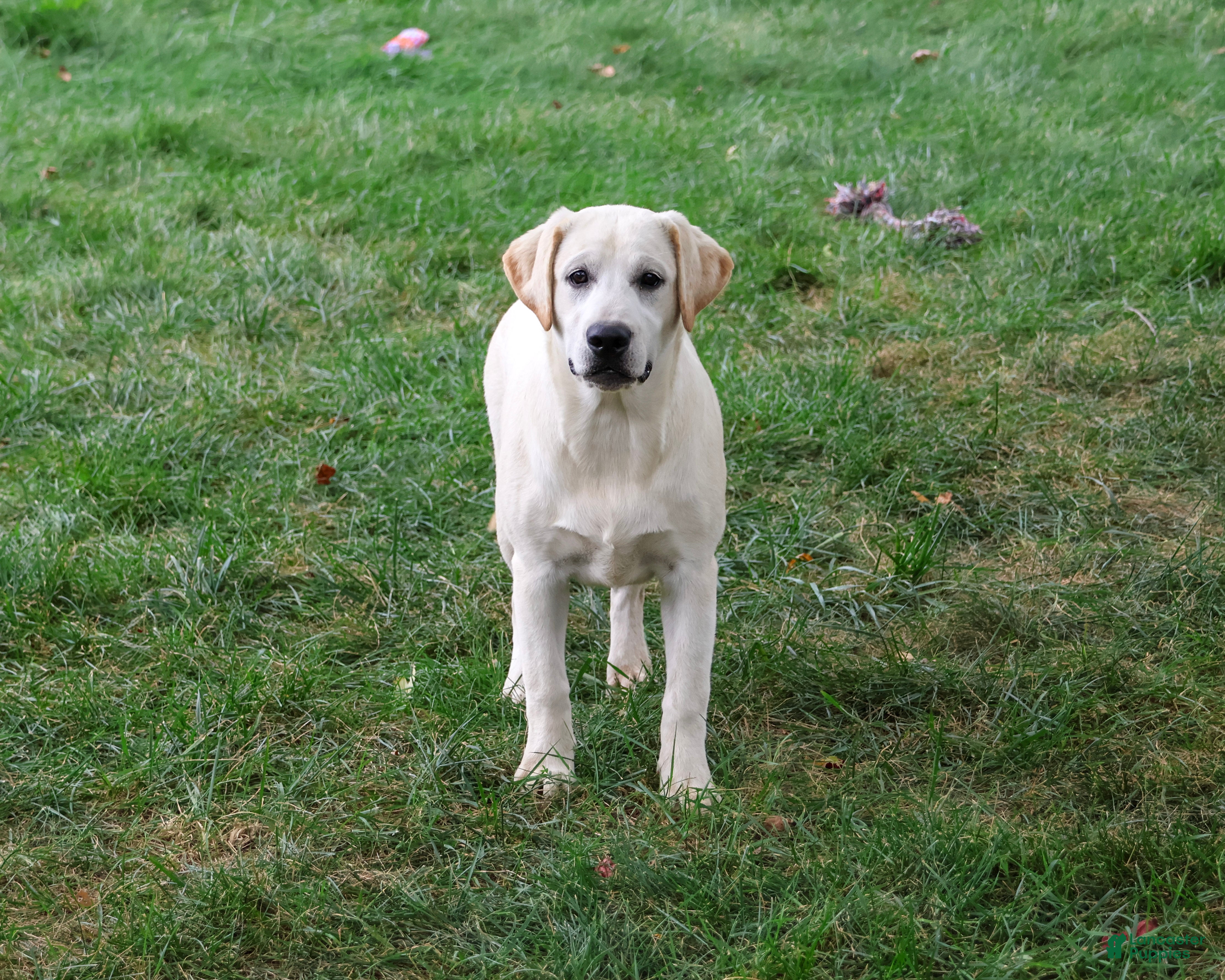 Labrador Retriever dogs Wanda - Ad 1