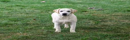 Labrador Retriever dogs for sale: Wanda - Ad 1