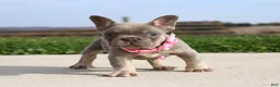 French Bulldog dogs for sale: Bonnie - Ad 5