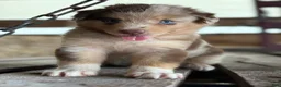 Australian Shepherd dogs for sale: Atlas - Ad 4