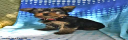 Yorkshire Terrier dogs for sale: Miney - Ad 5
