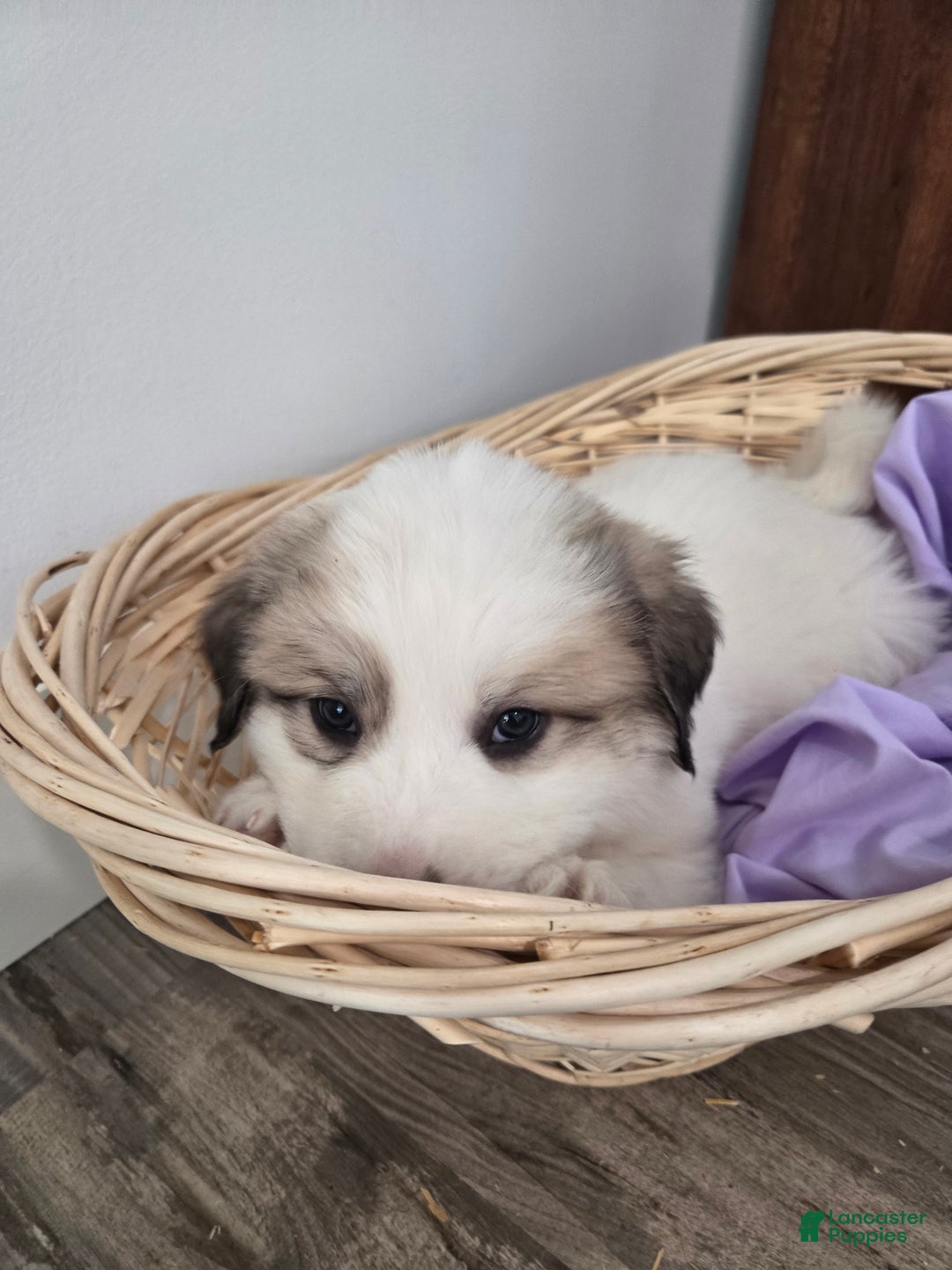 Great Pyrenees dogs for sale: George - Ad 6