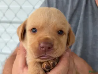 Labrador Retriever dogs Boy - Ad 26