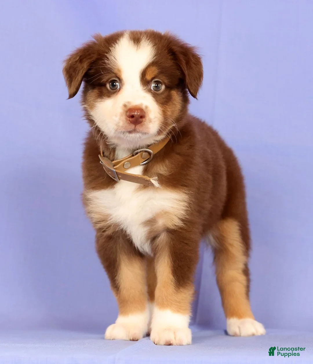 Miniature Australian Shepherd dogs for sale: Lexi - Ad 1