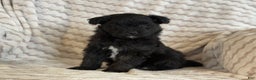 Pomapoo dogs for sale: Lonnie - Ad 5