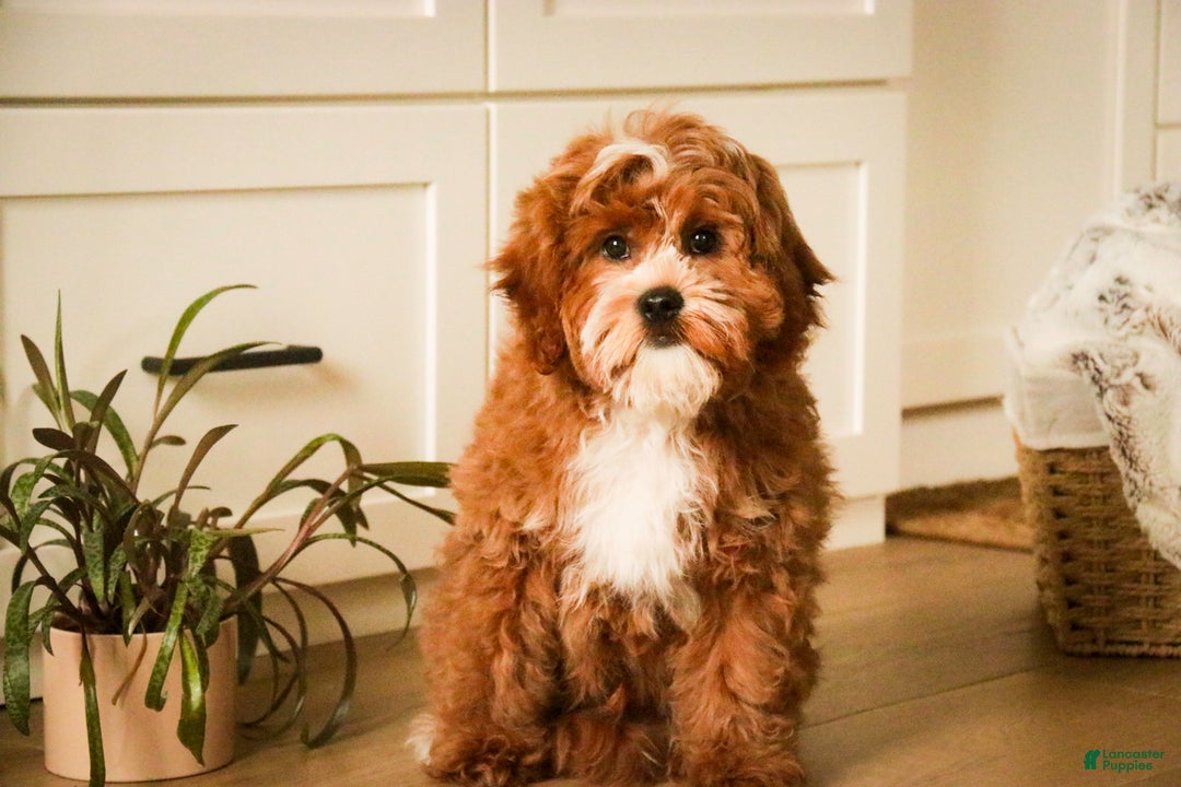 Cavapoo dogs for sale: Kohen - Ad 2