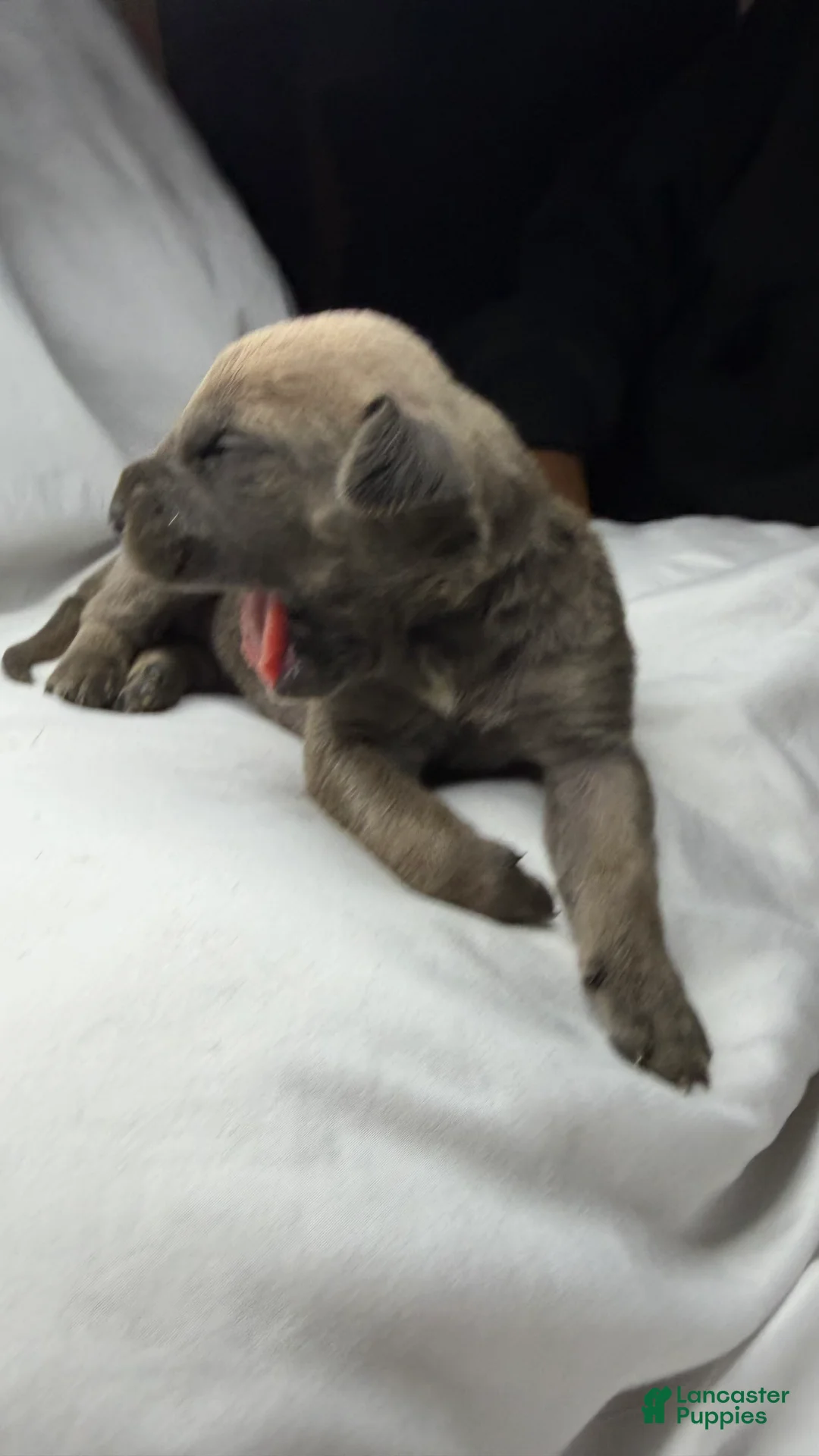 Cane Corso dogs for sale: Emerald - Ad 1