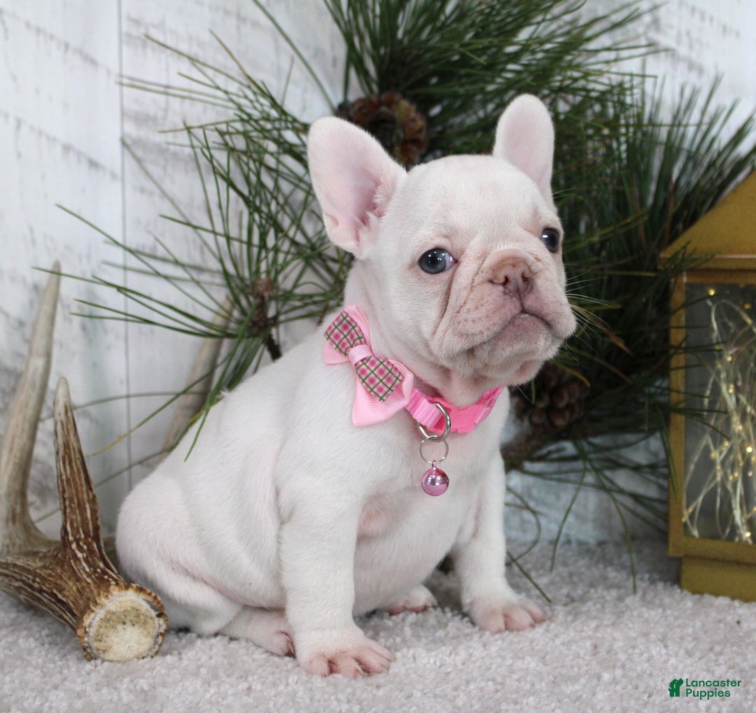 French Bulldog dogs for sale: Candy - Ad 5