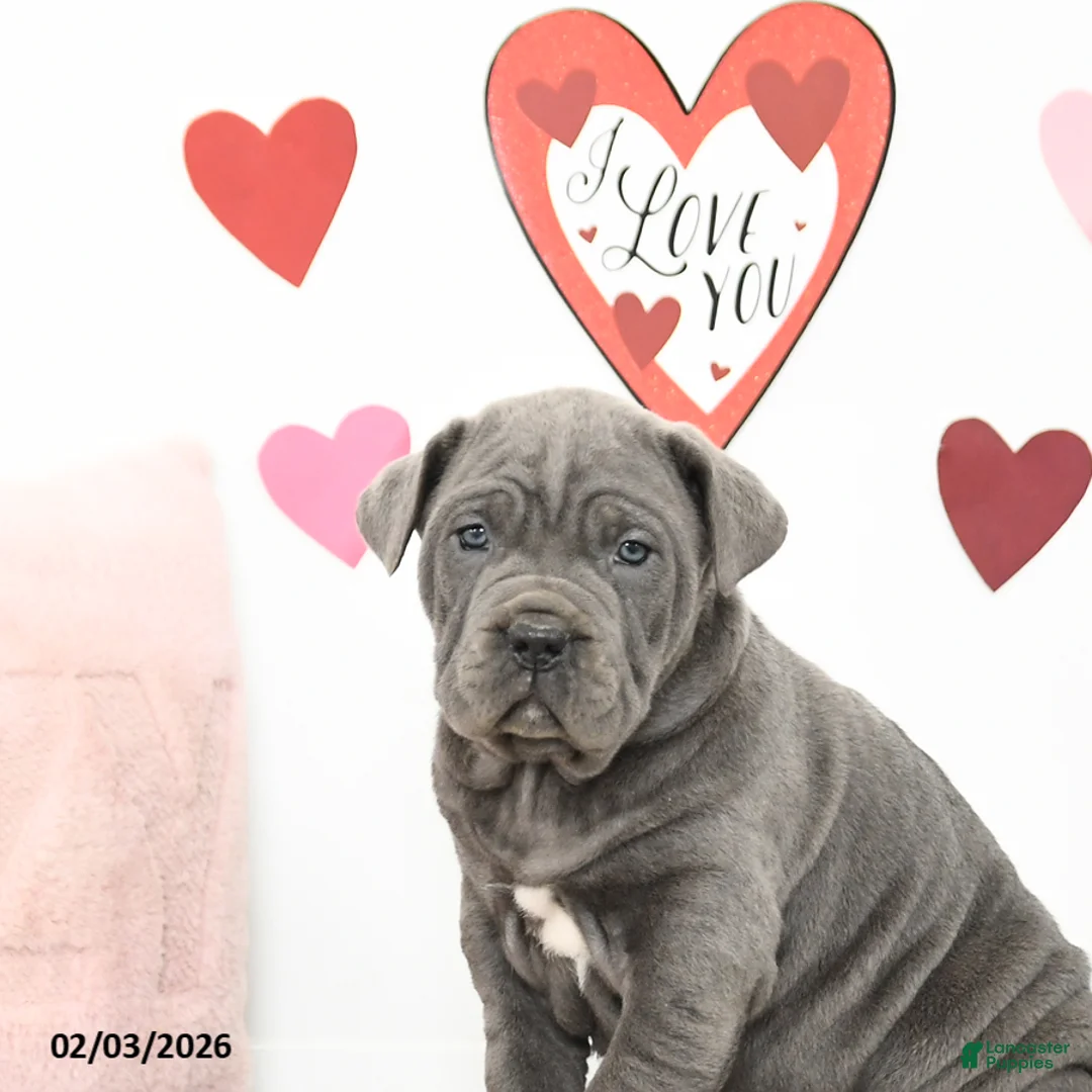 Cane Corso dogs for sale: Charlie - Ad 4