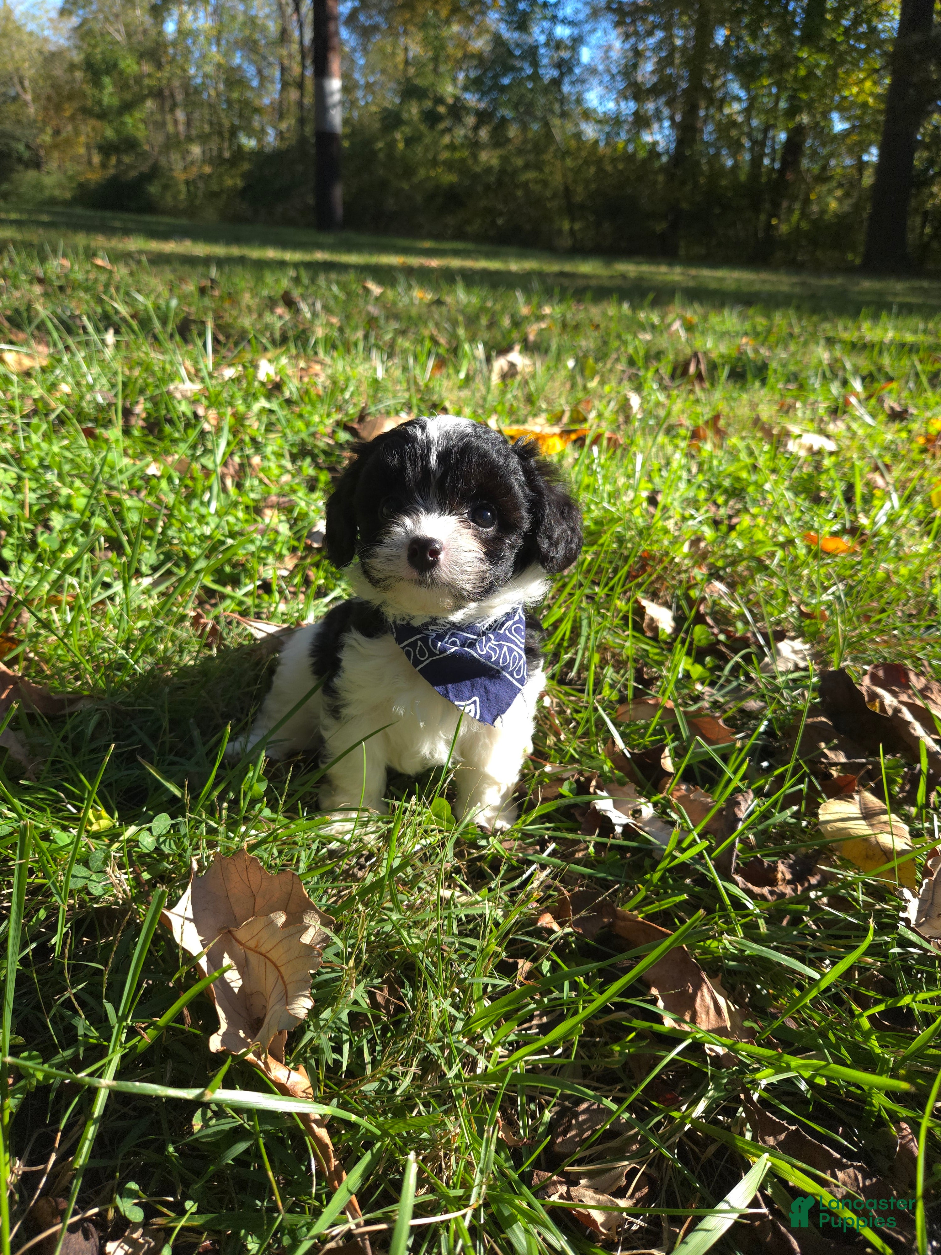 Cavapoo dogs Magnolia - Ad 2