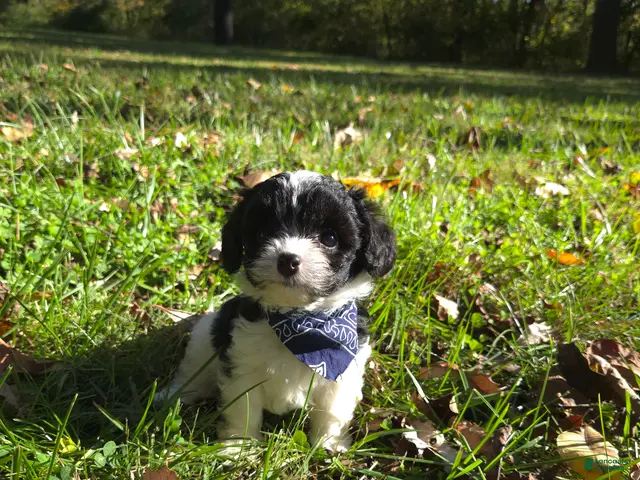 Cavapoo dogs for sale: Magnolia - Ad 2