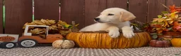 Labrador Retriever dogs for sale: Labrador Retriever 1 - Ad 4
