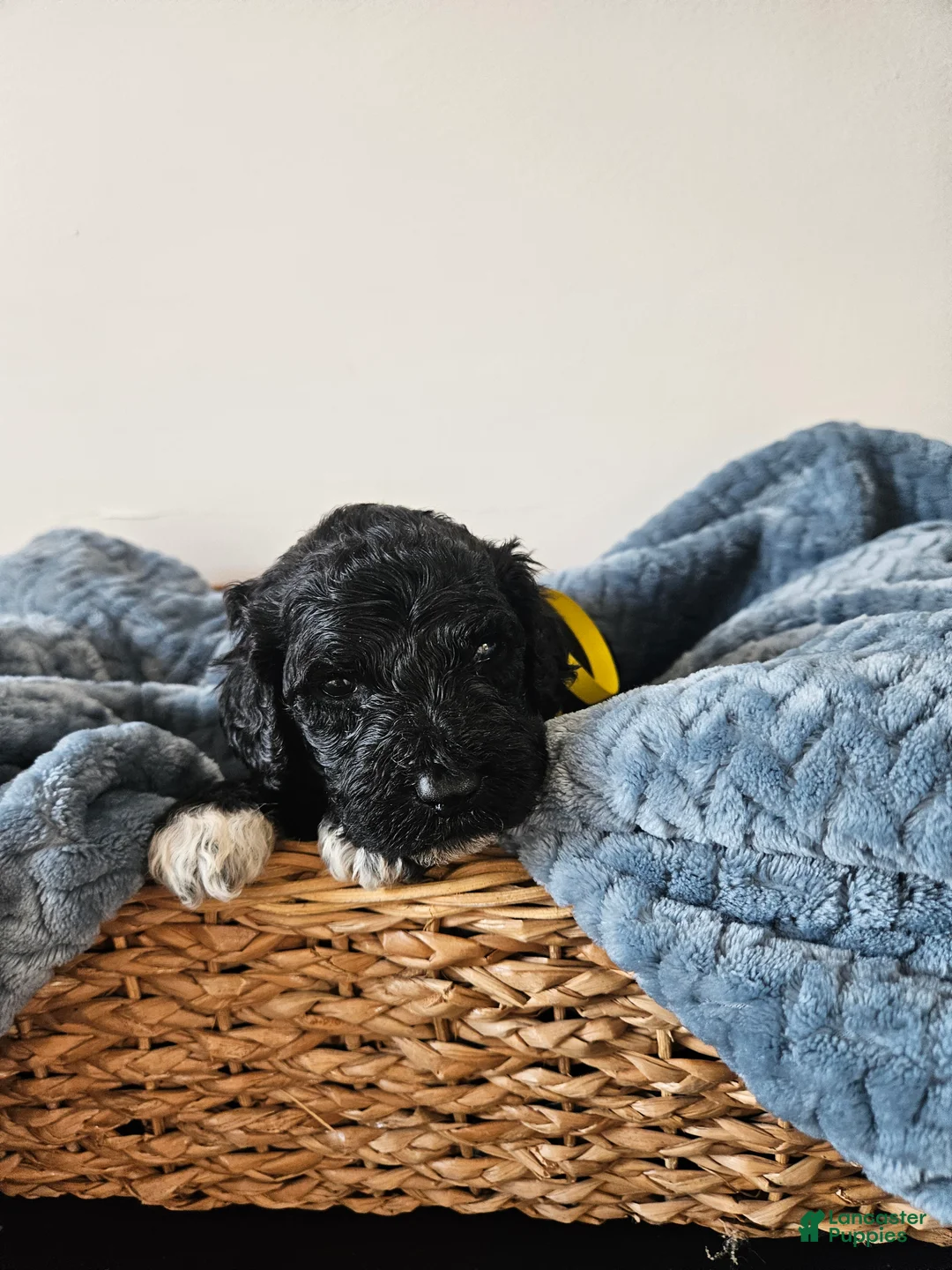 Portuguese Water Dog dogs for sale: Dexter - Ad 2