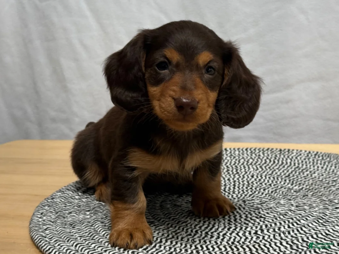 Miniature Dachshund dogs for sale: Reese - Ad 3