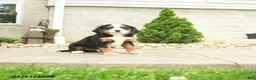 Miniature Bernese Mountain Dog dogs for sale: Clinton - Ad 3