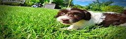Havapoo dogs for sale: Bubbles - Ad 17