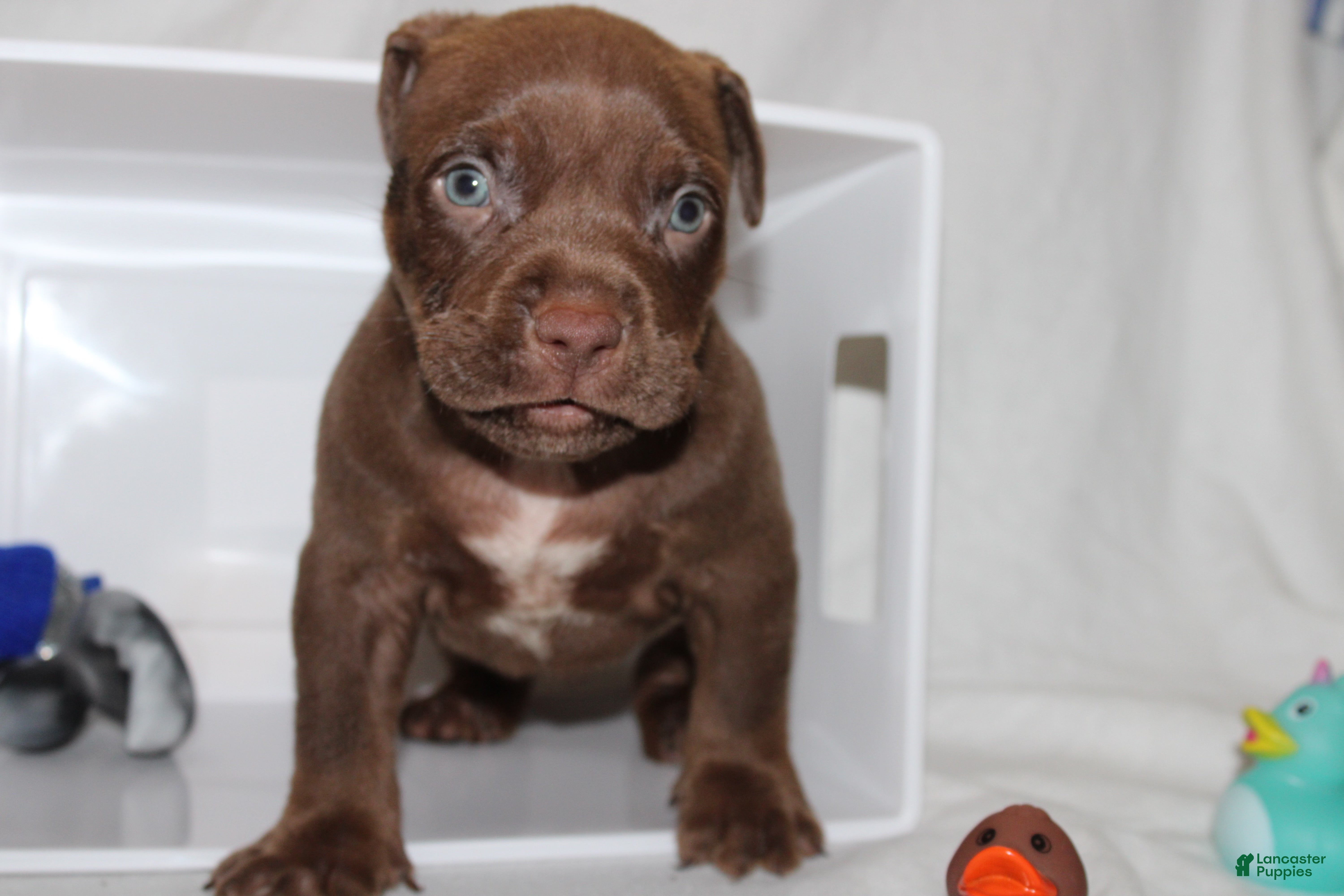 American Bully dogs King  - Ad 39