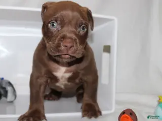American Bully dogs King - Ad 39