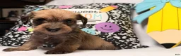 Mixed Breed dogs for sale: Wiggles  - Ad 6