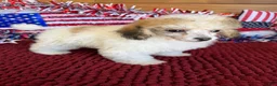 Toy Poodle dogs for sale: Beth - Ad 2