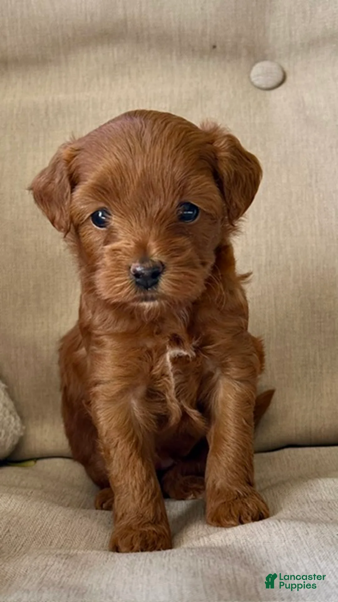 Mini Goldendoodle dogs for sale: Remi - Ad 3