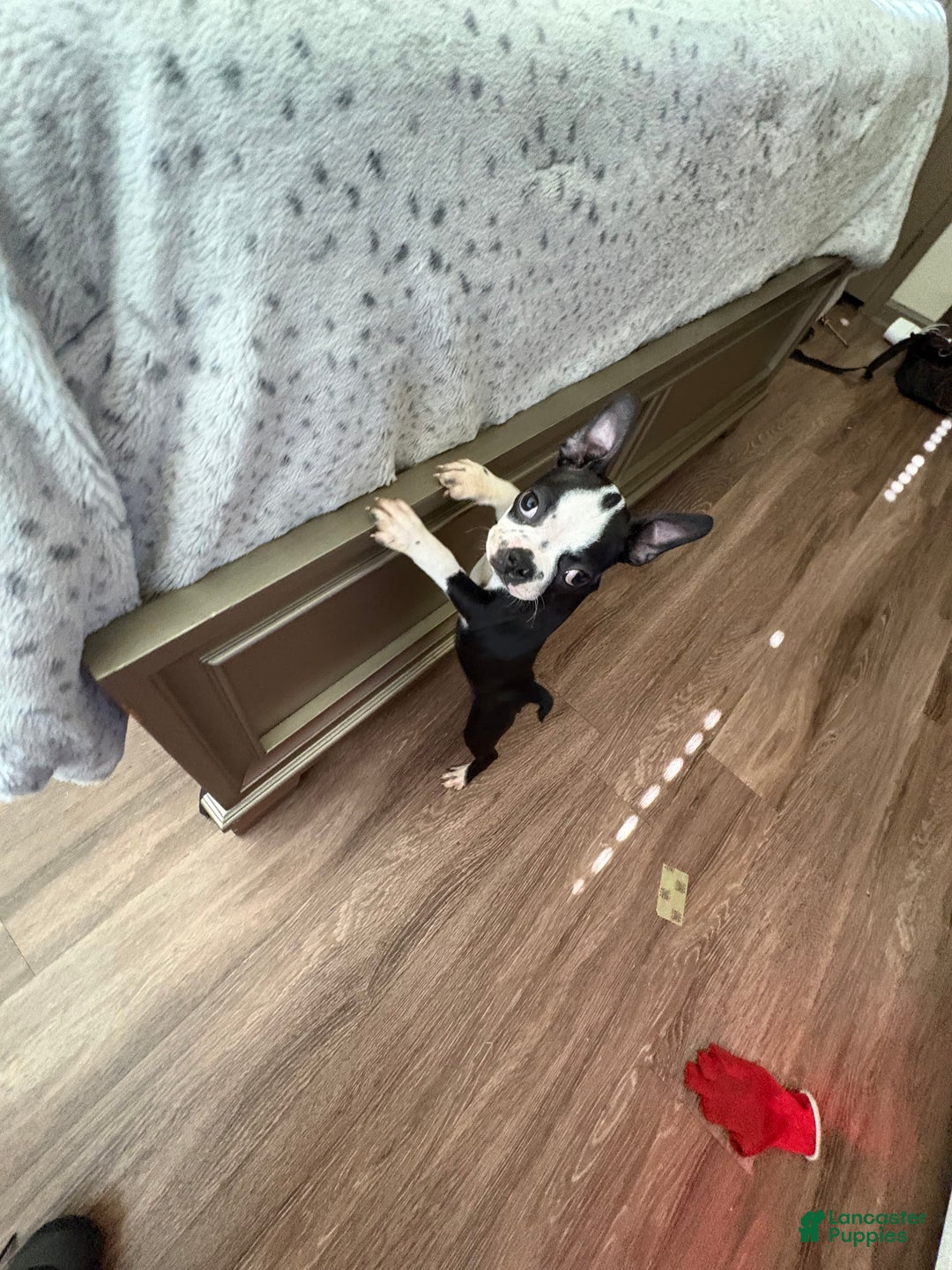 Boston Terrier dogs for sale: Boston Terrier Puppy 1 - Ad 4