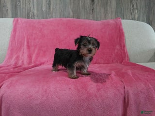 Yorkshire Terrier dogs - Ad 20