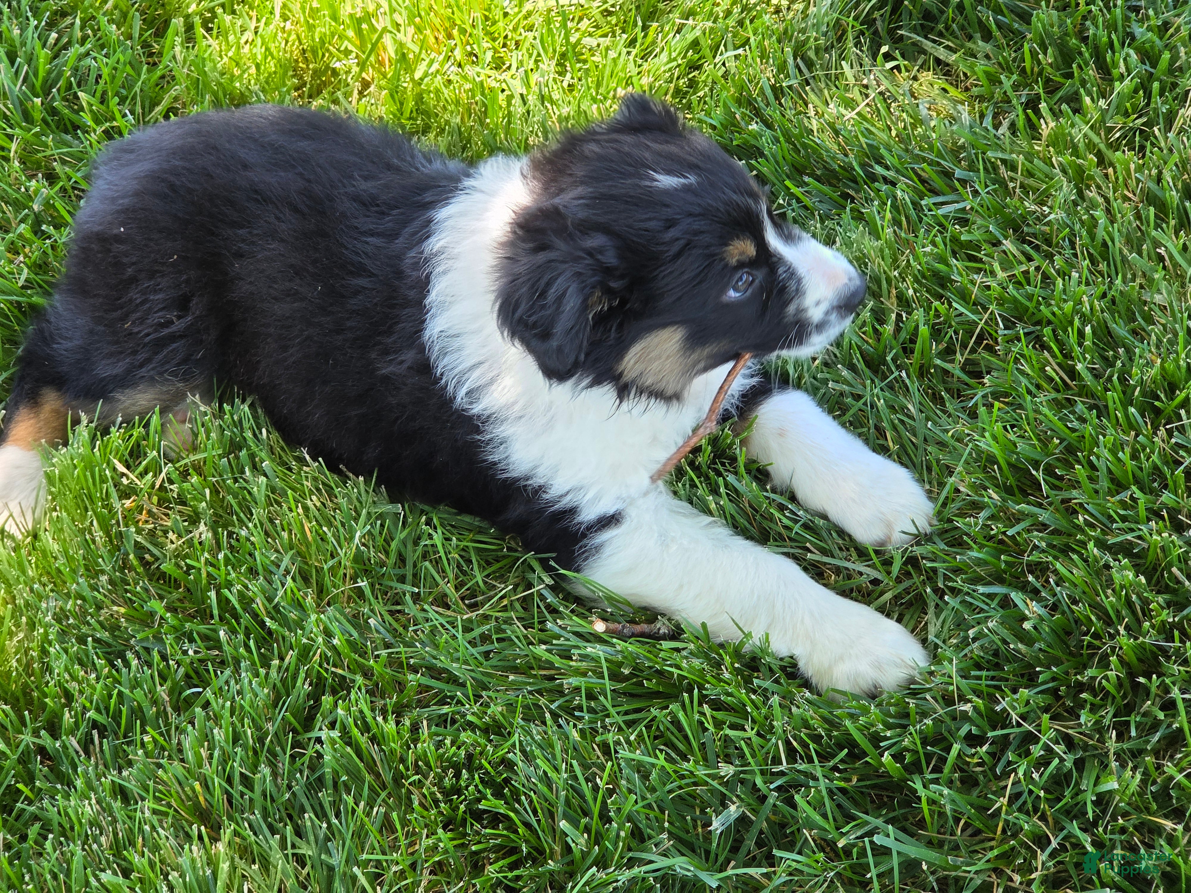 Australian Shepherd dogs Anika Star - Ad 2